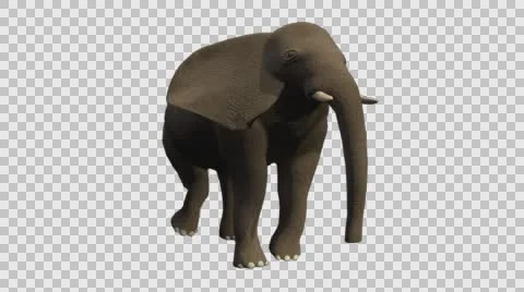 Standing Elephant - Front Right View - Embedded Alpha Vídeos de archivo 61457271