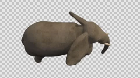 Standing Elephant - Right Axo View - Embedded Alpha Video stock 61456344