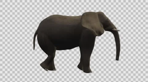 Standing Elephant - Right View - Embedded Alpha Vídeos de archivo 61456719