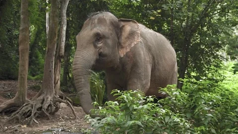 Standing Elephant use their trunk to hold grass Stock Footage 141326696