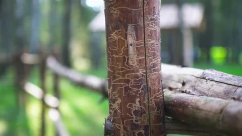 A standing fence post without bark. In the background is a building with a Stock Footage 195022014