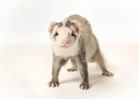 Standing ferret Stock Photos