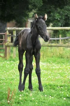 Standing Foal Stock Photos