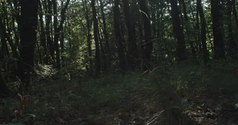 Standing in a forest and looking up into the sun Video stock 230622285