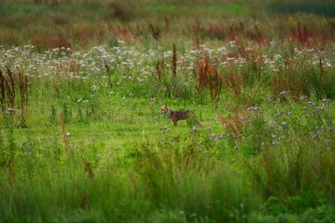 Standing fox in meadow Stock Photos