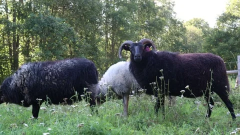 Standing goats. Stock Footage 255968031