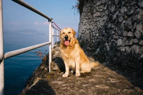 Standing golden retriever posing while walking along the lake Foto stock