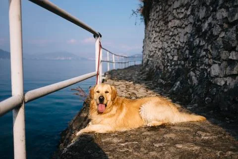 Standing golden retriever posing while walking along the lake Stock Photos