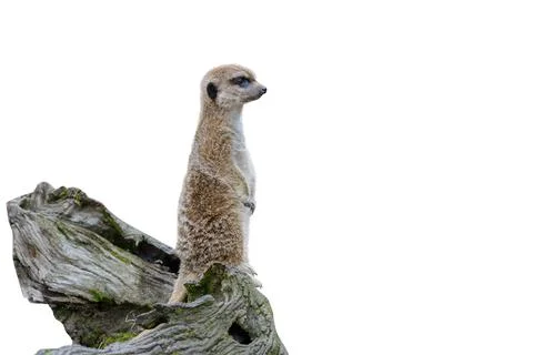 Standing gopher isolated on white background Foto stock