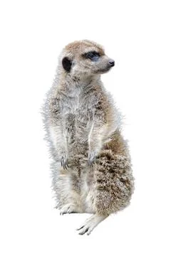 Standing gopher looking into the distance isolated on white background Stockfoto's