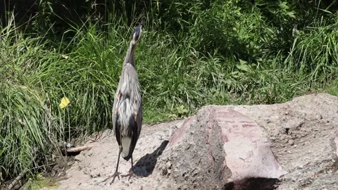 Standing Great Blue Heron Stock Footage 338134926