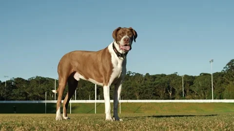 Standing Great Dane dog in the sun on playing field 4K Stock Footage 197104377