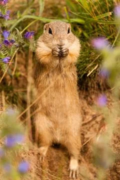 Standing ground squirrel Stock Photos