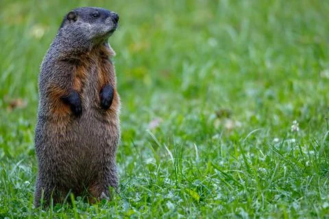 Standing Groundhog Stock Photos