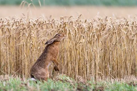 Standing hare sniffing at grain Stockfoto's