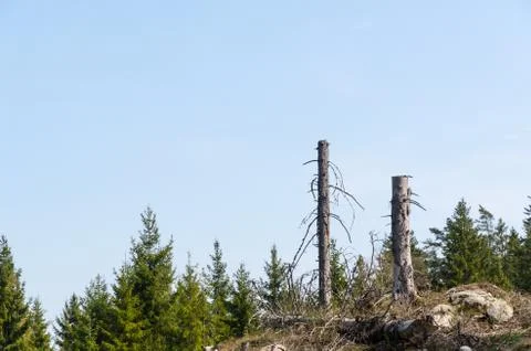 Standing high tree stumps in a clear cut forest area Stock Photos