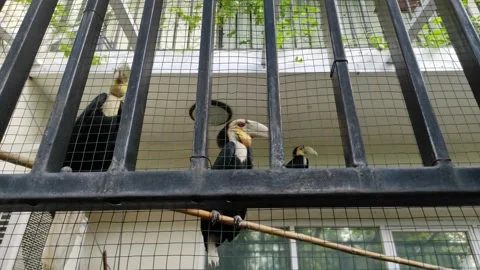 Standing hornbills inside the cage Stock Footage 265036083