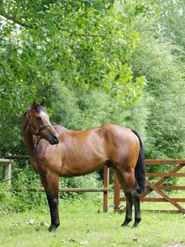 Standing Horse Stock Photos