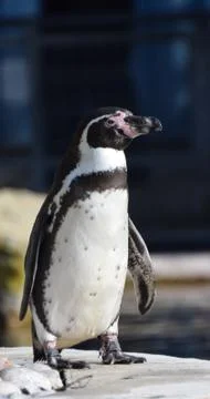 Standing Humboldt Penguin Foto stock