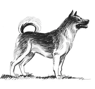 Standing husky dog Stock-Illustration
