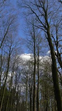 Standing inside a beech forest, looking slightly up. 스톡 사진