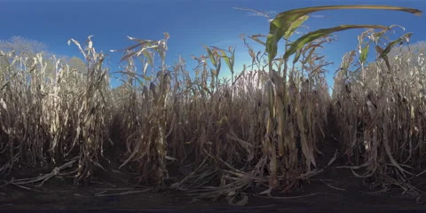 Standing Inside Of Cornfield [360° VR - 8K] (HDR) 스톡 동영상 164925641