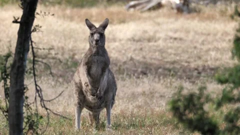 Standing kangaroo faces the camera Stock Footage 168721292