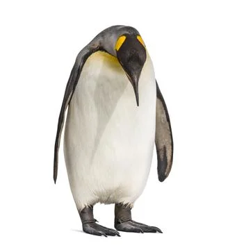 Standing King penguin looking down, isolated Stock Photos