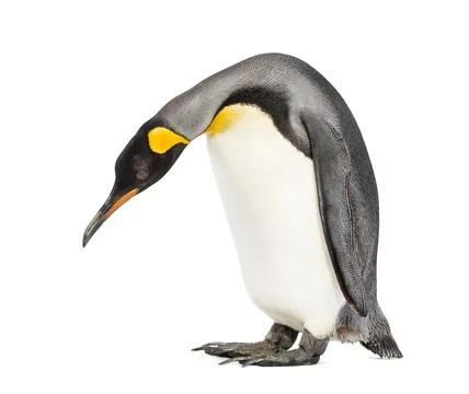 Standing King penguin looking down, isolated Stock Photos
