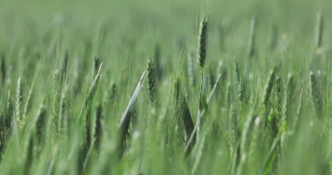 Standing in a large wheat field with the wheat  swinging in the wind Stock Footage 154933853