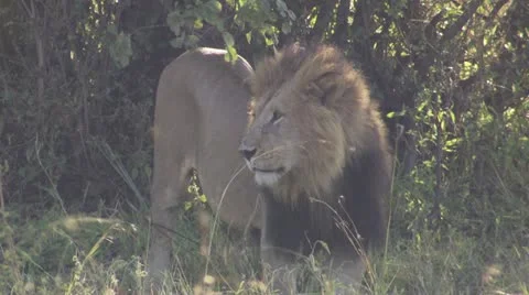 Standing lion Stock Footage 12650715