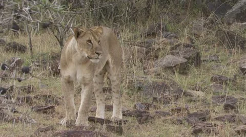 Standing lion, lying on rocks Stock Footage 12649205