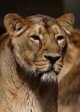 Standing lion Stock Photos