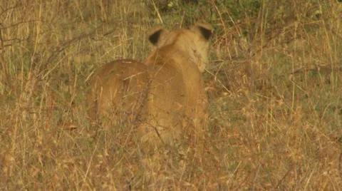 Standing lion seen from behind in high grass Stock Footage 12645377