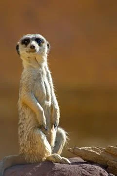 A standing meerkat Stock Photos