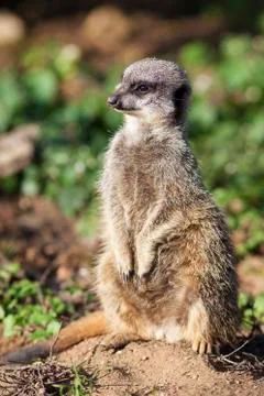 Standing meerkat Stock Photos