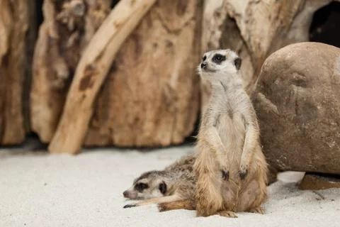 Standing meerkat Stock Photos