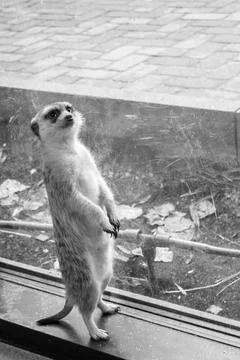 Standing Meerkat Stock Photos