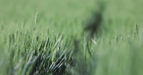 Standing in the middle of a wheat field with the wheat swinging from the wind Stock Footage 154933616