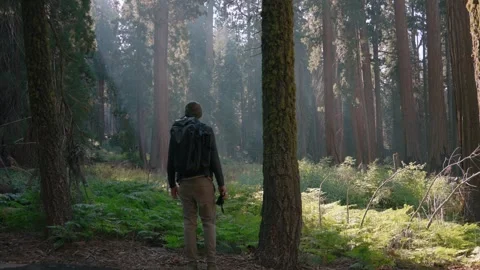 Standing In The Misty Grove Stock Footage 342735251
