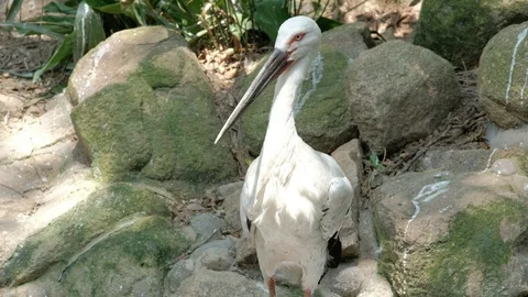 A standing oriental white stork Stock Footage 114827049