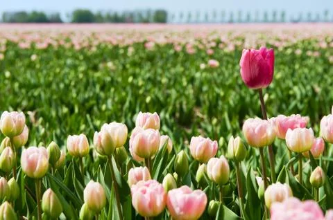 Standing out of the crowd Foto stock