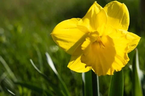 Standing out large yellow daffodil with leaves glowing in the bright sun ag.. 스톡 사진
