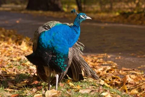 Standing peacock Stock Photos