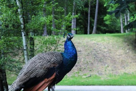 Standing peacock Foto stock