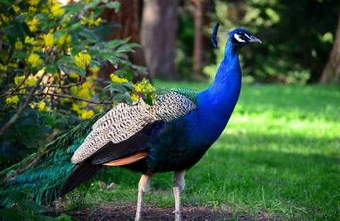 Standing peacock with unopened tail Stock Photos