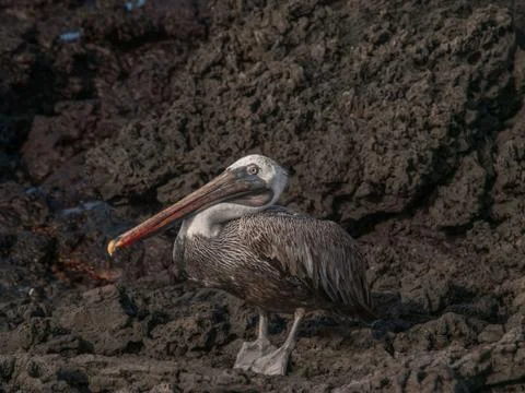 Standing Pelican Stock Photos