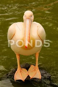 Standing pelican on the stone in the water Stock Photos