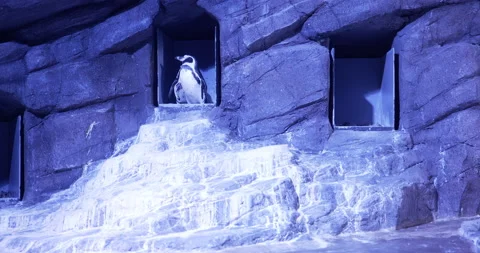 Standing Penguin Examining Something . Stock Footage 172286292