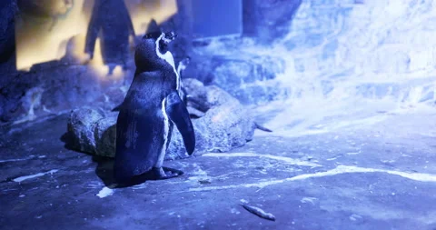 Standing Penguin Examining Something . Stock Footage 172286431